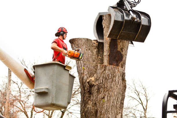 How Our Tree Care Process Works  in  Moa, UT